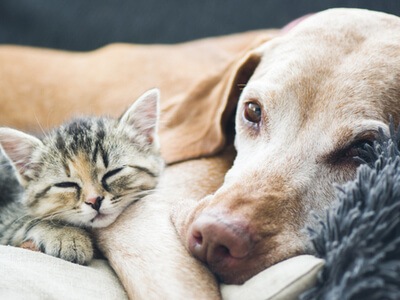 dog and can friends sleeping together