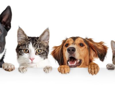 two dogs and two cats peeking over a shelf